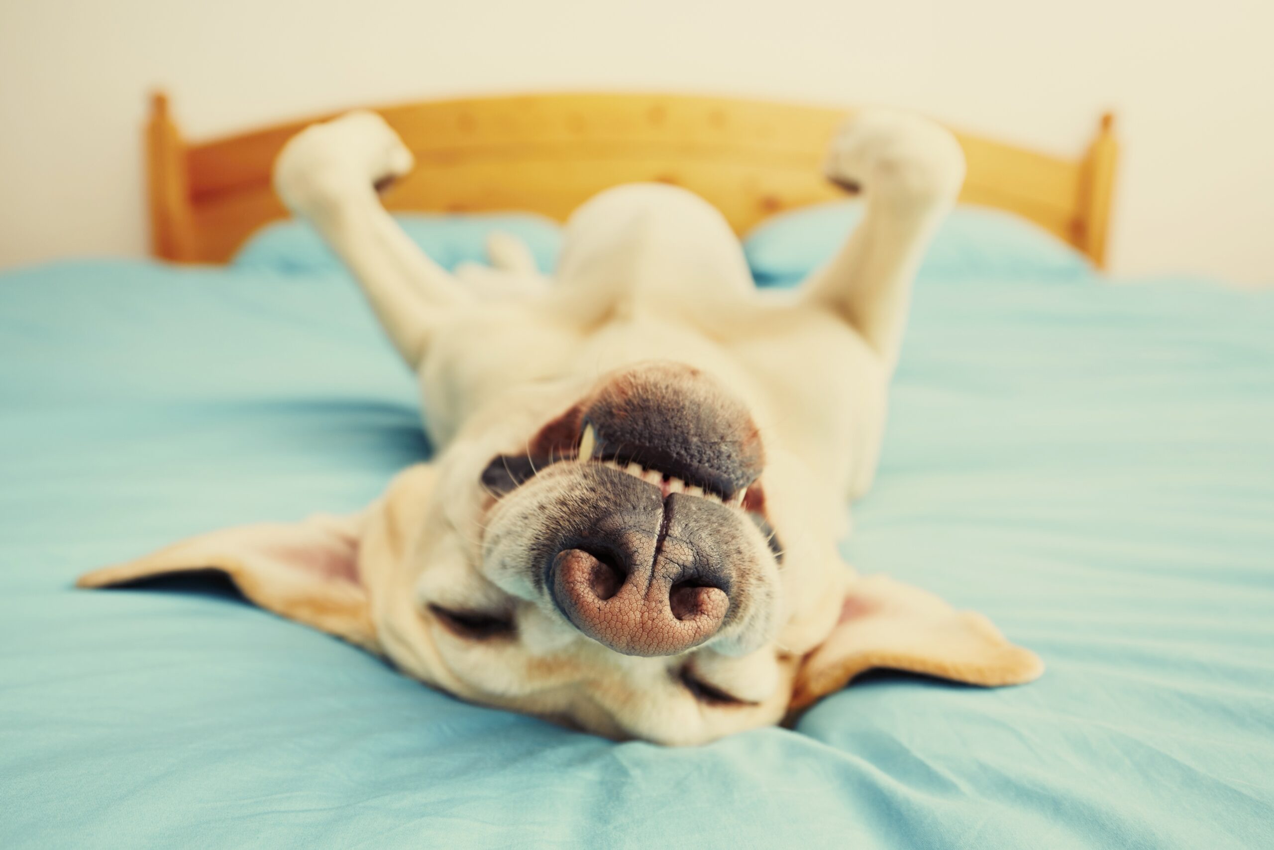 Dog on the bed